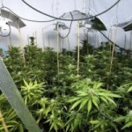 24dash_homme_emprisonne_et_expulsé_de_sa_maison_pour_cannabiculture_aout_2011