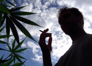 La répression contre le cannabis coûte 300 M€ par an selon un rapport./ Photo DDM, Nicolas Tucat.