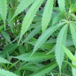 medical_marijuana_Laughing_Squid